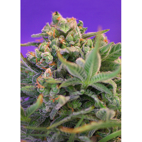 Sweet Cheese (3 sjemenke + 1 gratis), Sweet Seeds