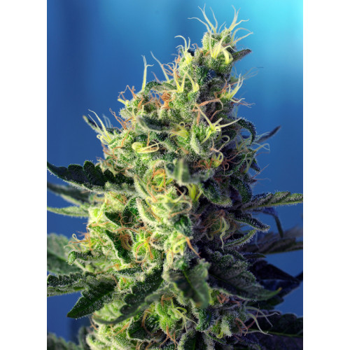 Sweet Pure CBD (3 sjemenke + 1 gratis), Sweet Seeds