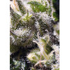 Cream Caramel Auto (3 sjemenke + 1 gratis), Sweet Seeds