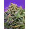 Sweet Cheese Fast Version (3 sjemenke + 1 gratis), Sweet Seeds