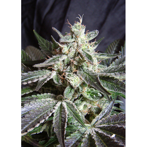 Black Jack (3 sjemenke + 1 gratis), Sweet Seeds